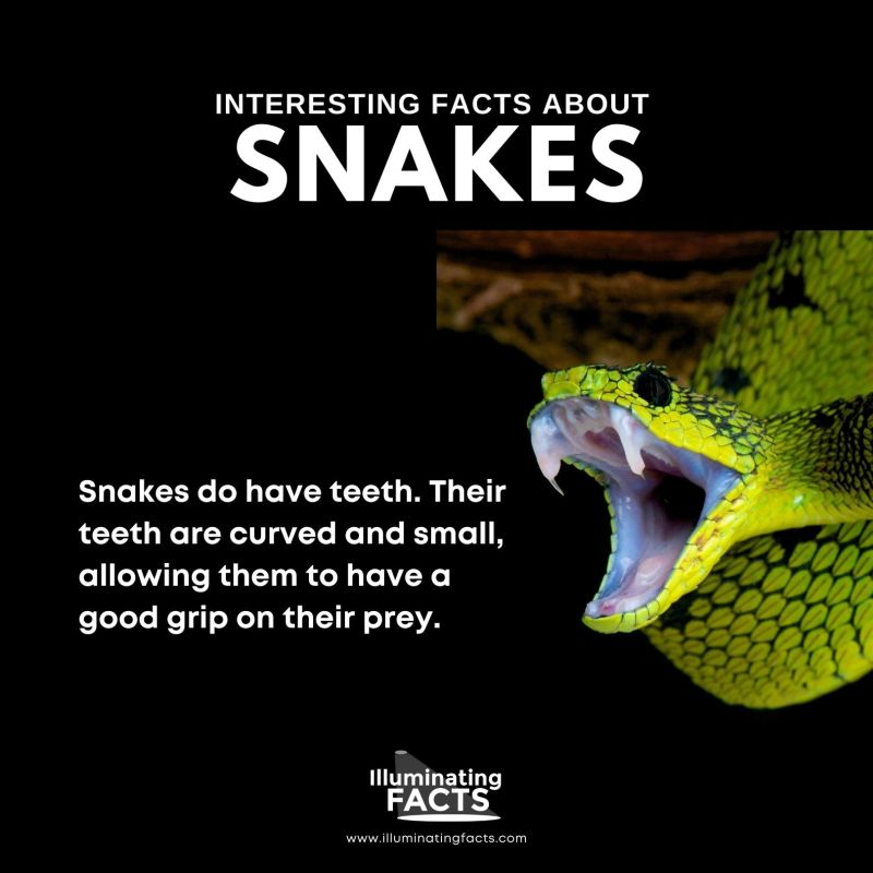 Snakes Do Have Teeth