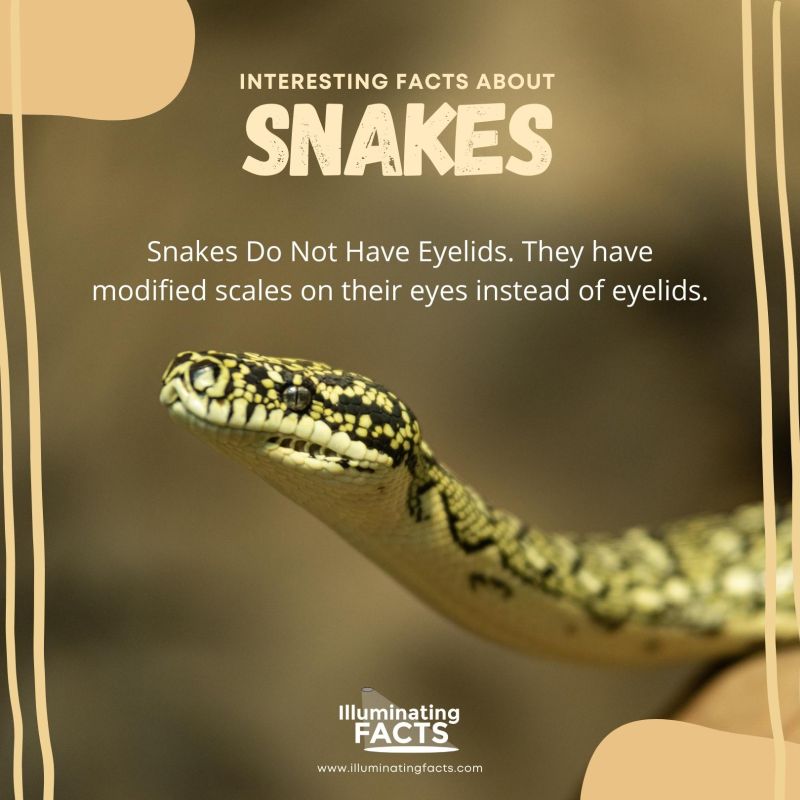 Snakes Do Not Have Eyelids