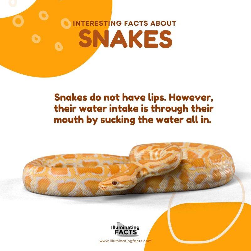Snakes Do Not Have Lips
