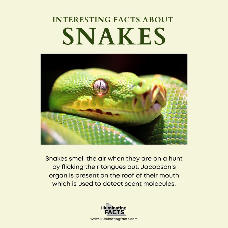 Snakes Have a Great Sense of Smell