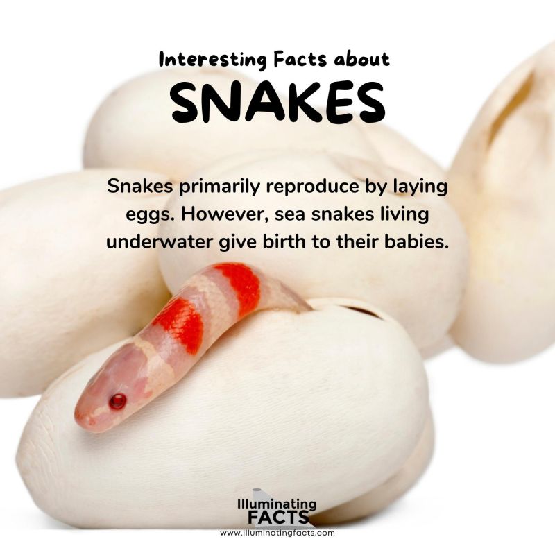 Snakes Lay Eggs and Give Birth
