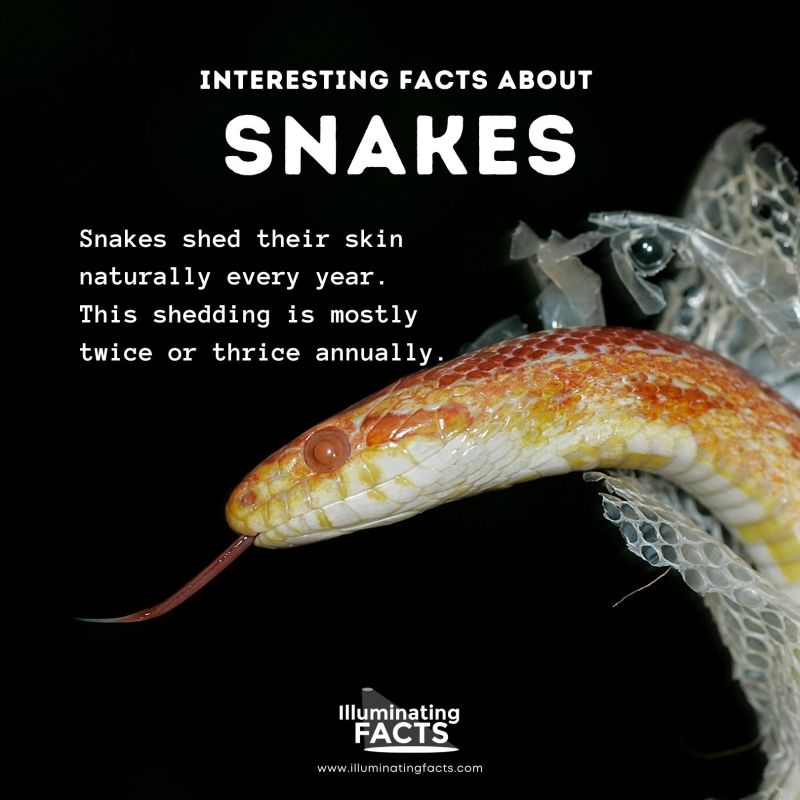 Snakes Shed Twice or Thrice Every Year