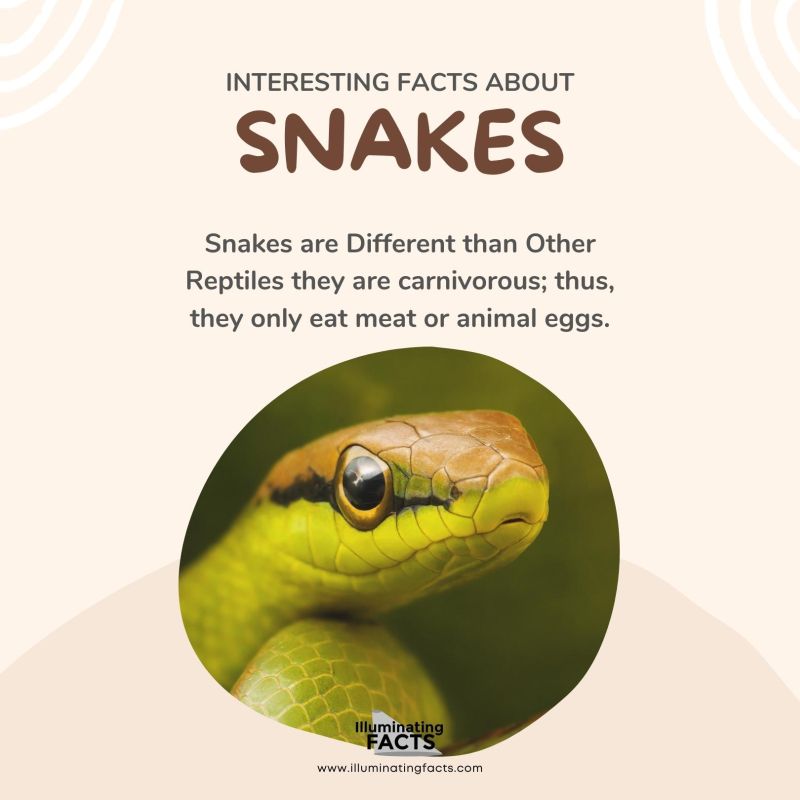 Snakes are Different than Other Reptiles