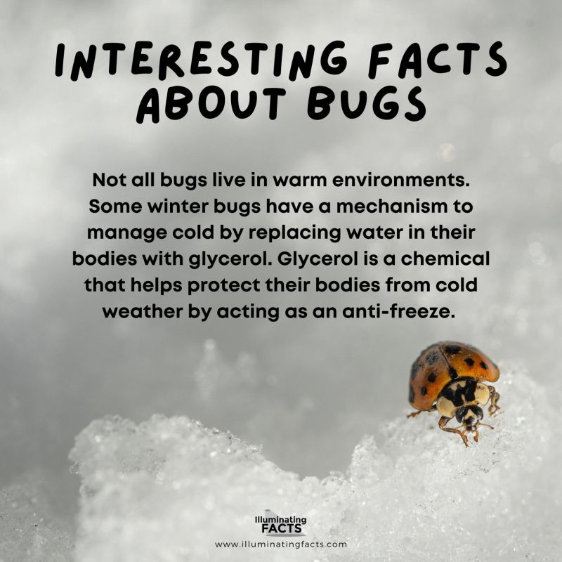 Some Bugs Can Easily Survive Winter