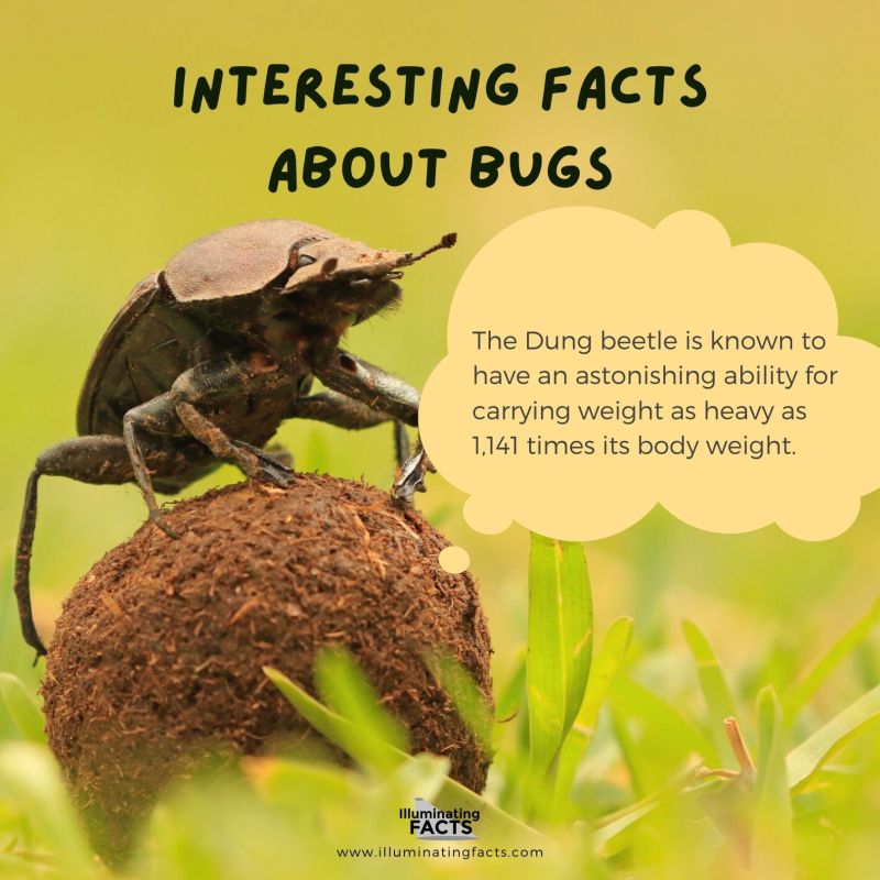 The Strongest Insect is the Dung Beetle
