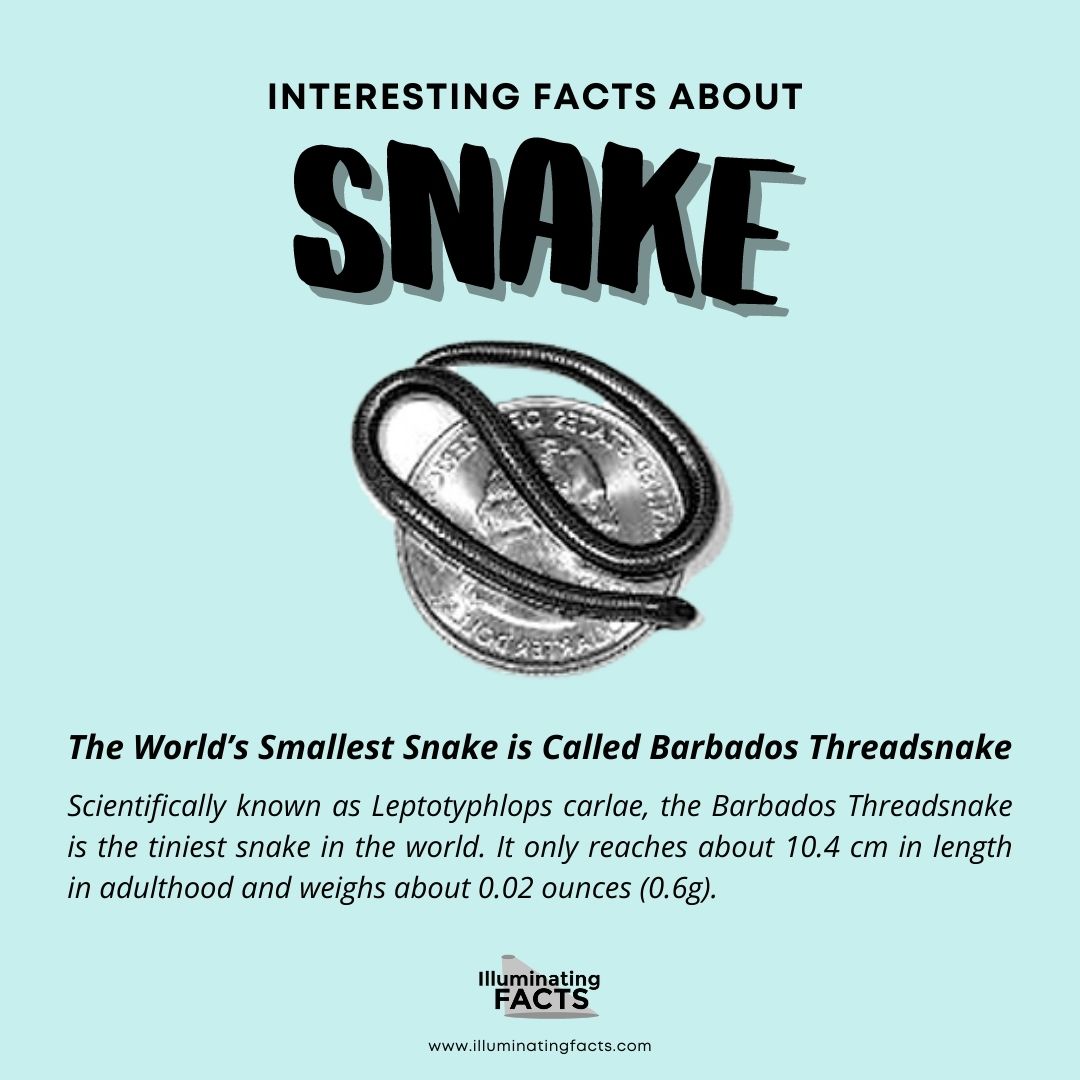 The World’s Smallest Snake is Called the Barbados Threadsnake