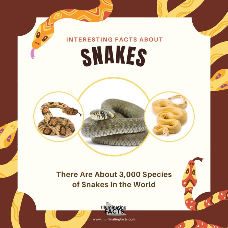 There Are About 3,000 Species of Snakes in the World