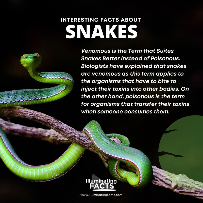 Venomous is the Term that Suites Snakes Better instead of Poisonous