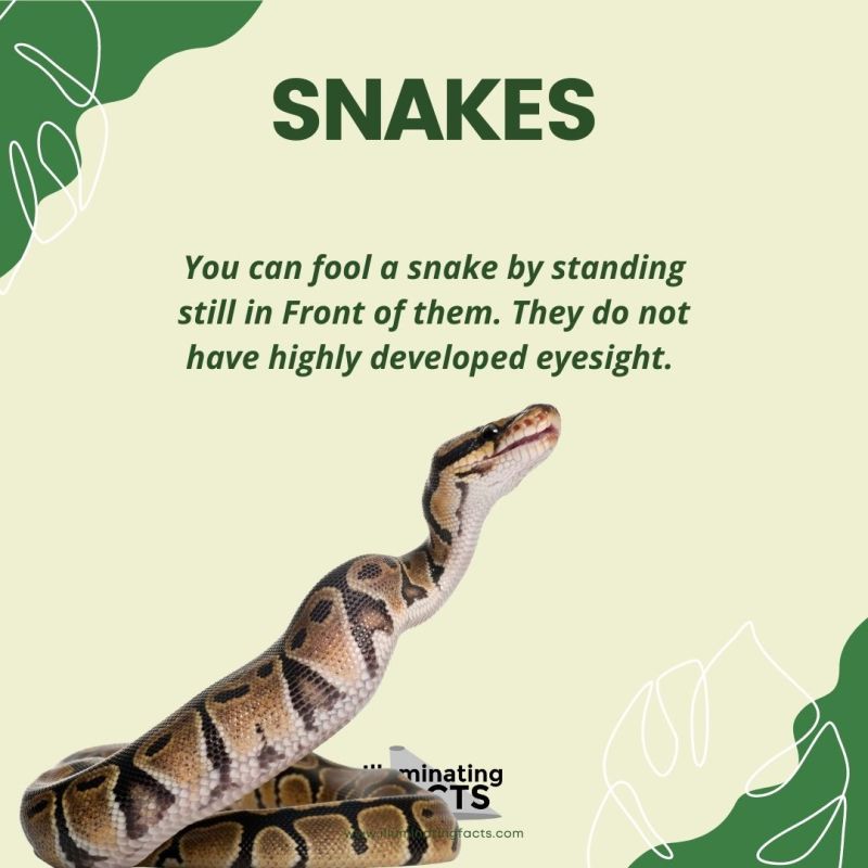 You Can Fool a Snake by Standing Still in Front of Them