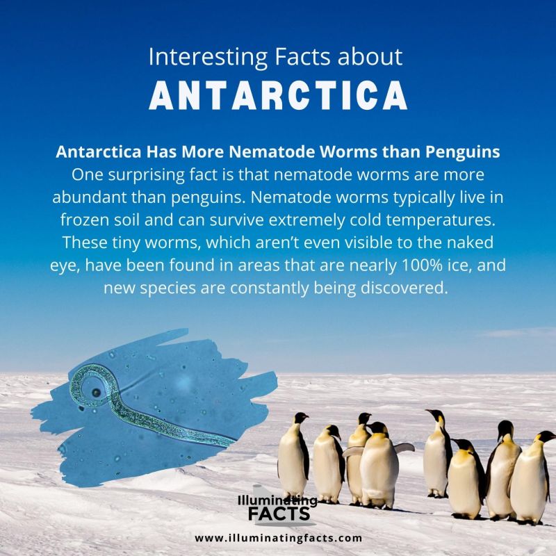 Antarctica Has More Nematode Worms than Penguins
