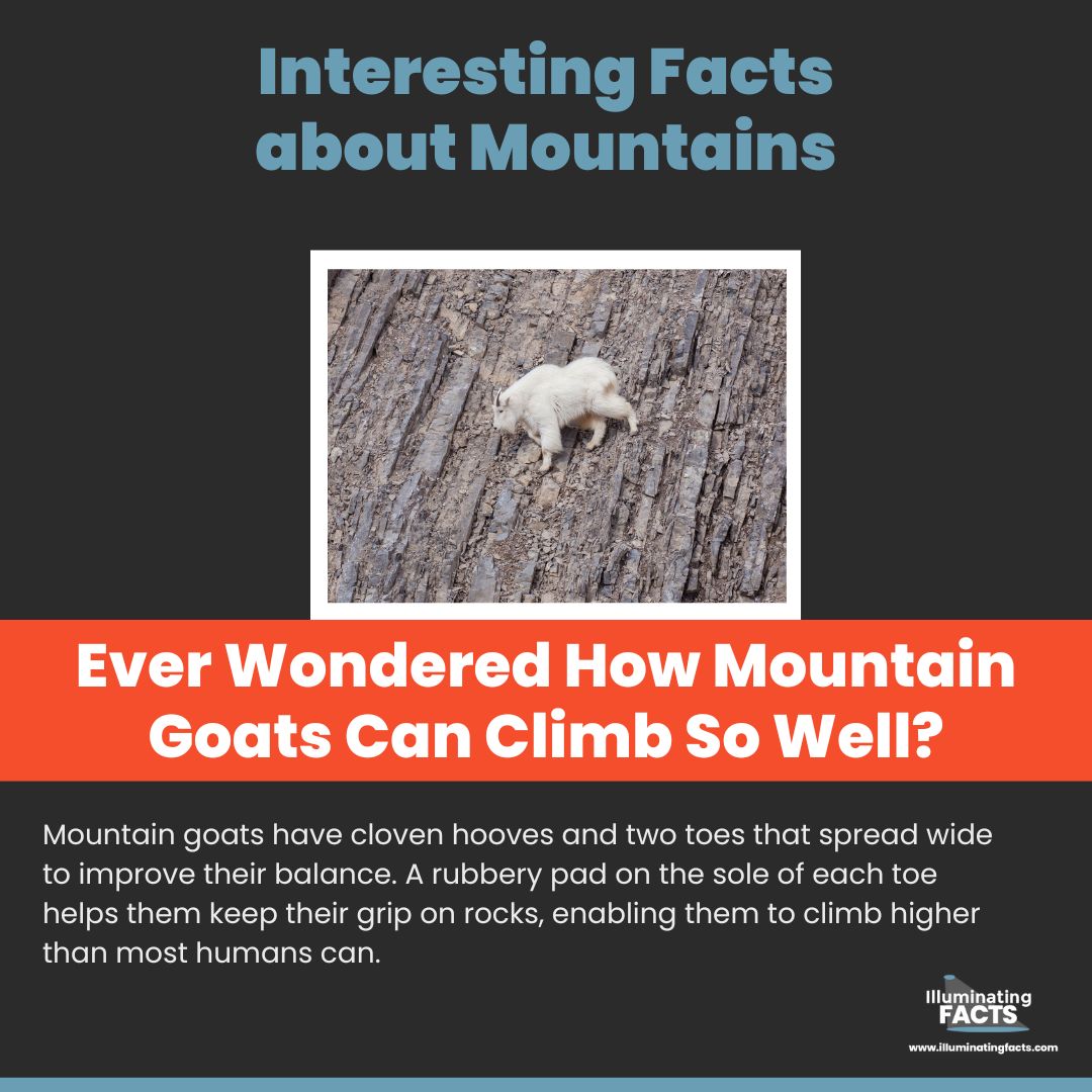 Ever Wondered How Mountain Goats Can Climb So Well?
