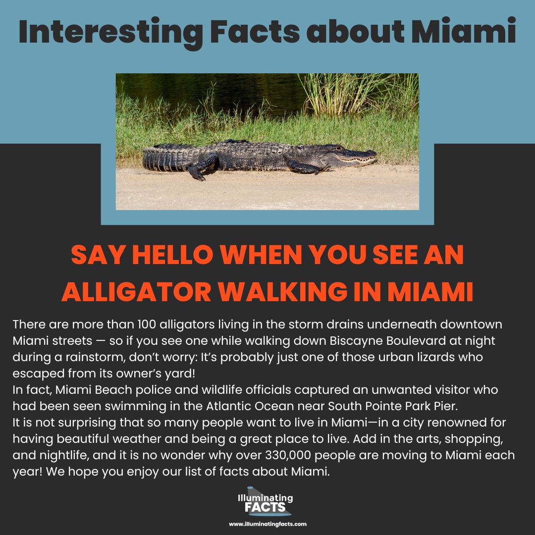 Say Hello When you see an Alligator Walking in Miami