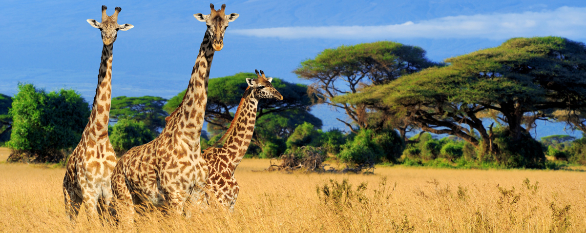 Three giraffes in National park of Kenya