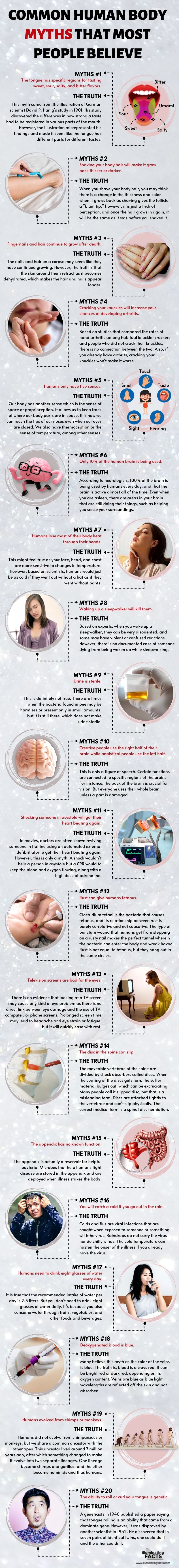 Common Human Body Myths Most People Believe - Illuminating Facts