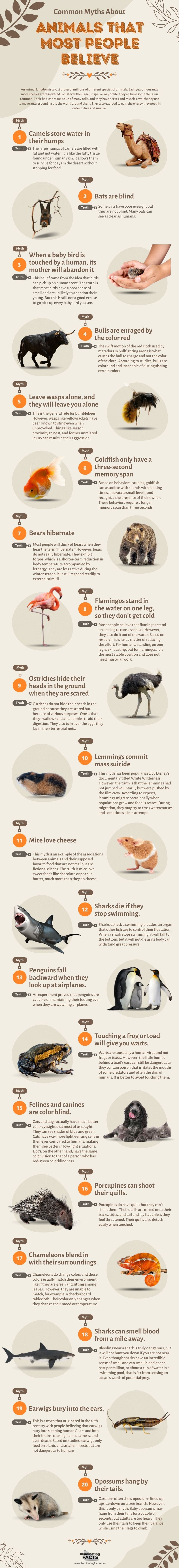 Common Myths About Animals That Most People Believe