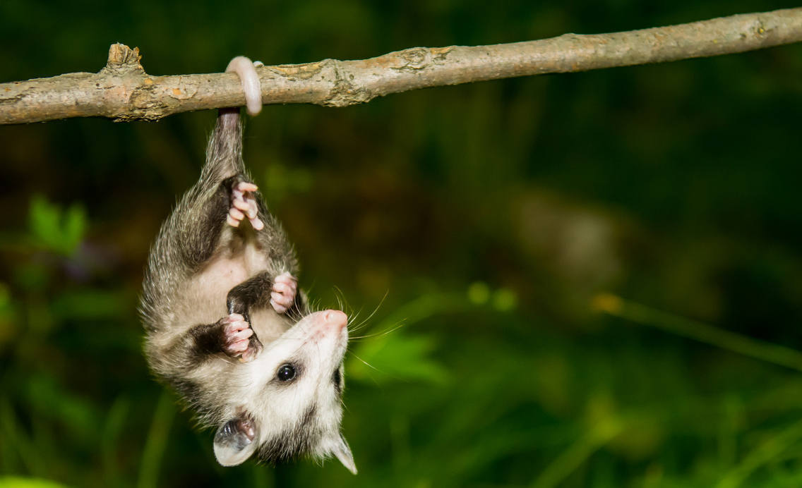 a baby opossum hanging on a branch