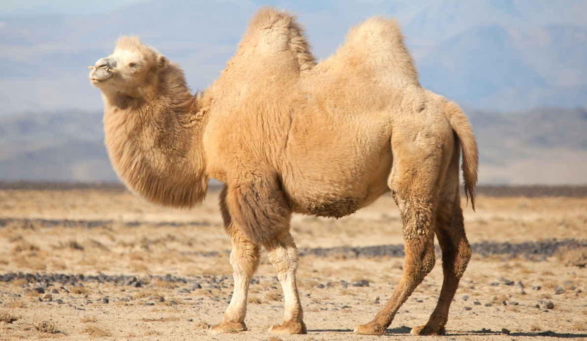 a camel on a desert