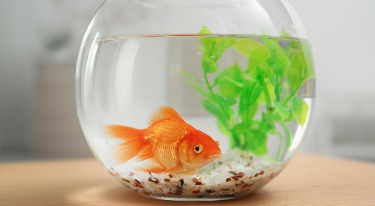 a goldfish in a bowl on a table
