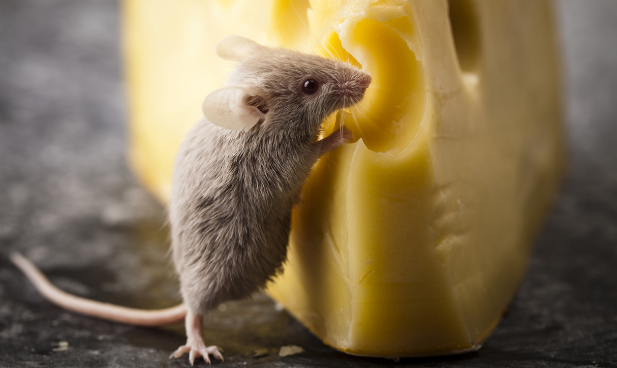 a mouse eating cheese