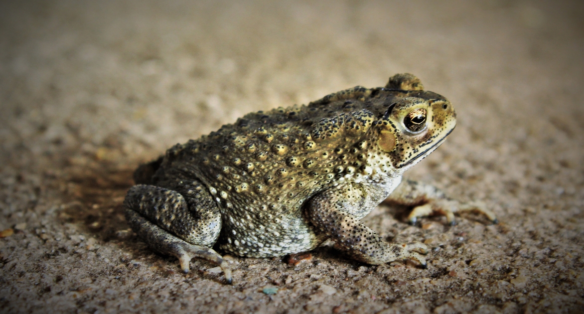 a toad on the ground