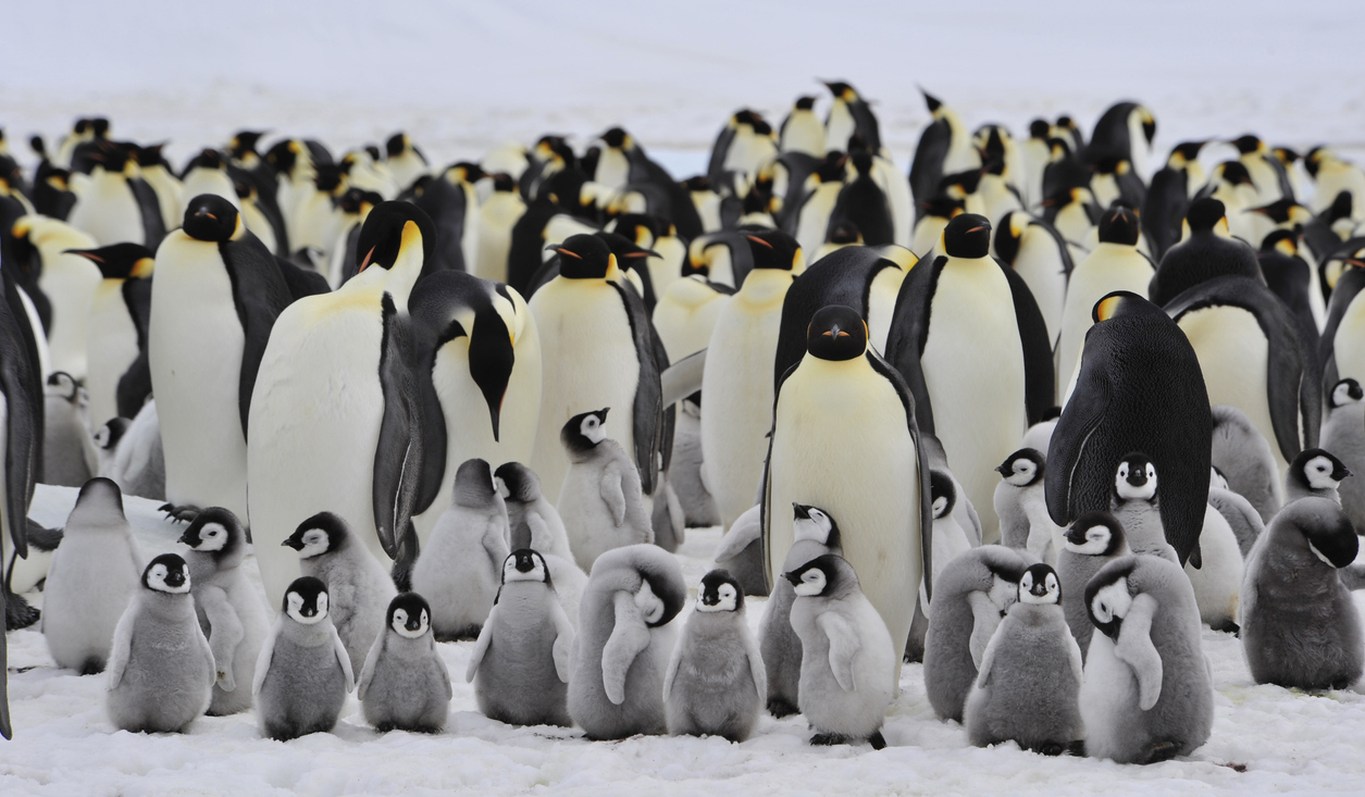 a waddle of penguins