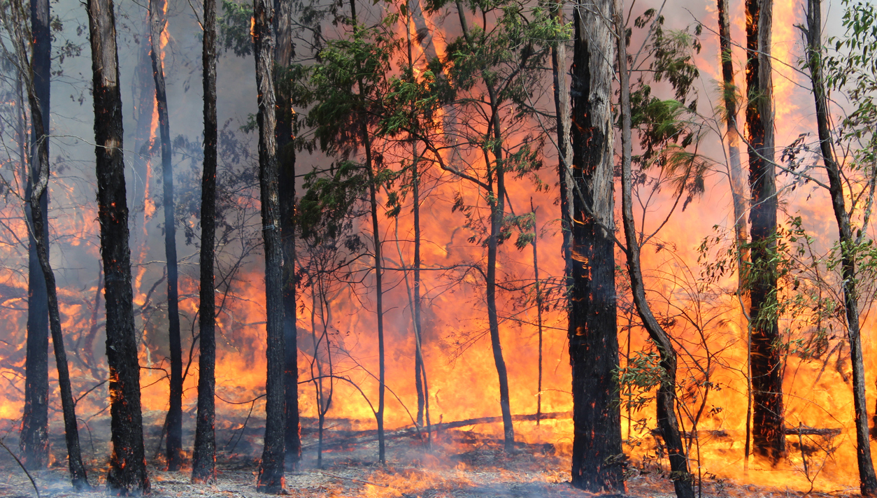 a wildfire in Australia
