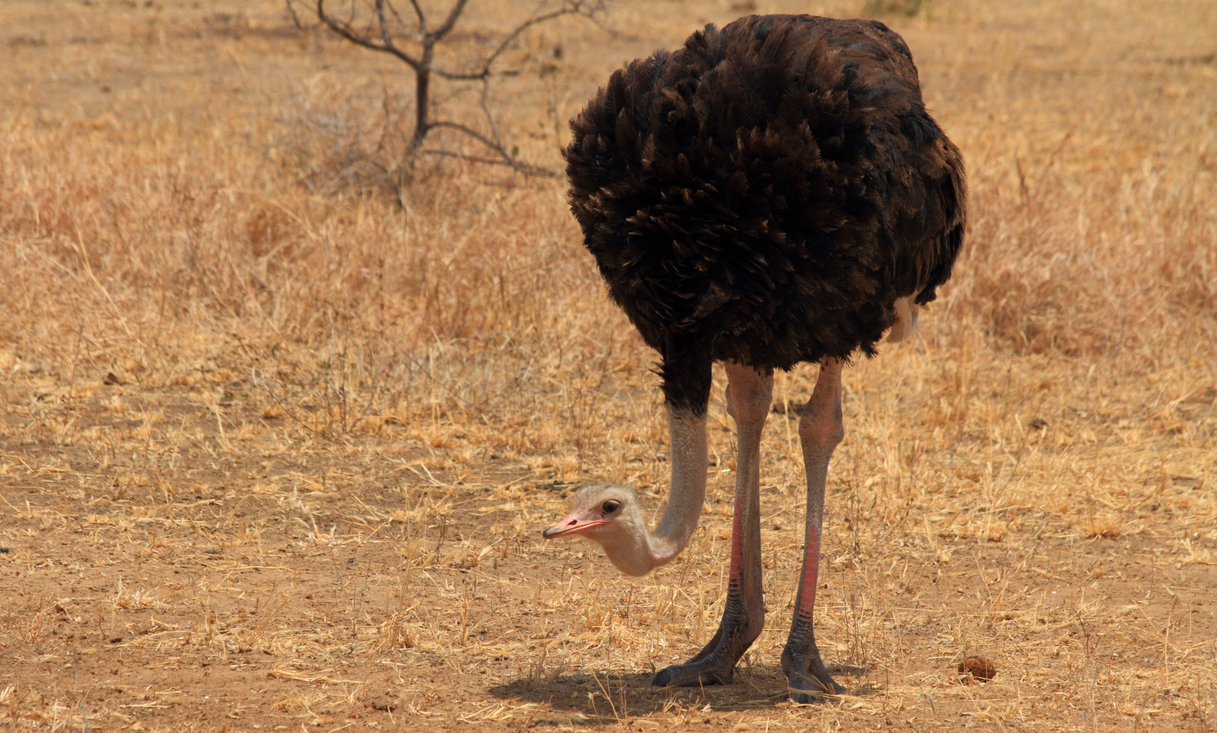 an ostrich with head bowed down