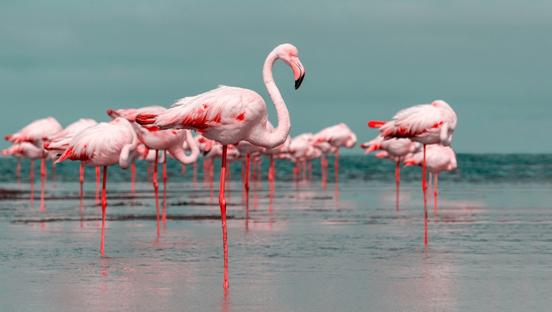 flamingos standing on one leg