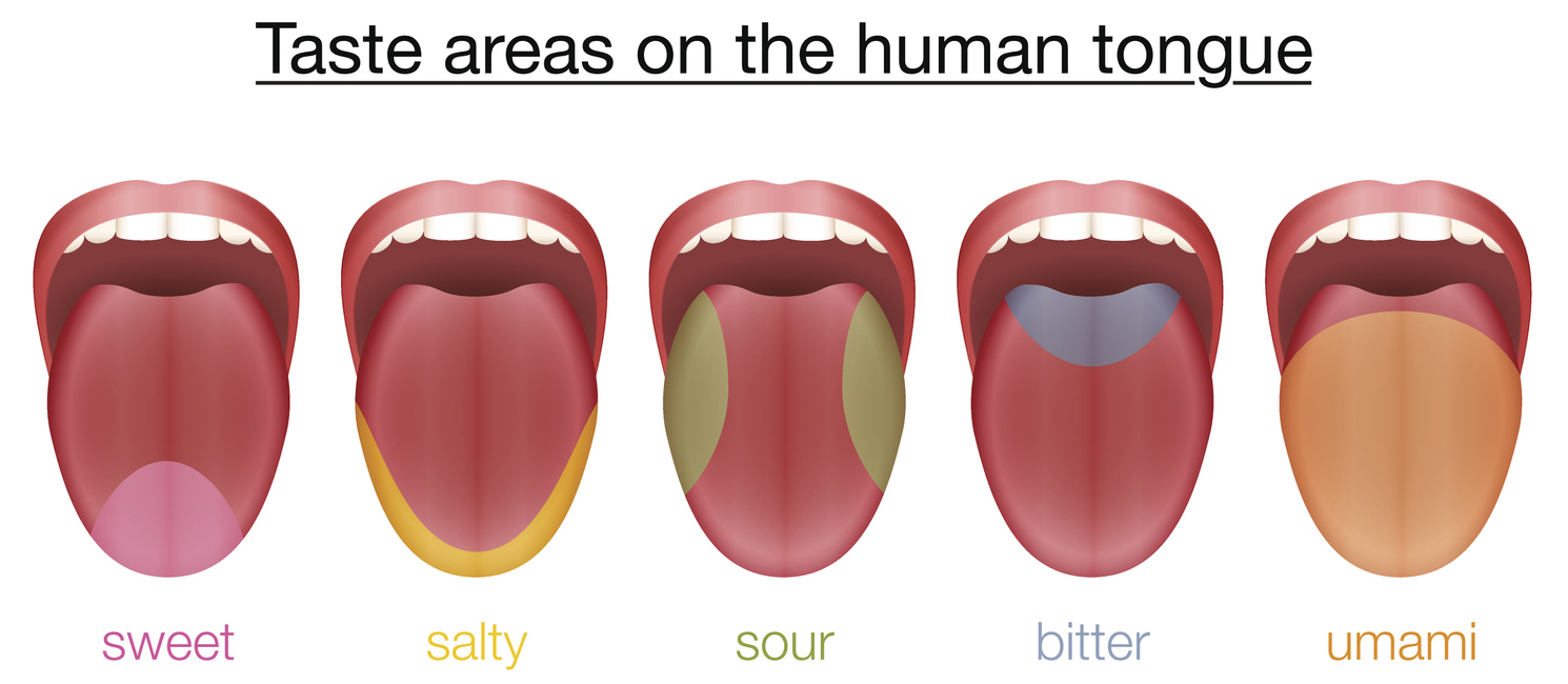 illustration of the myth that tongue has taste areas