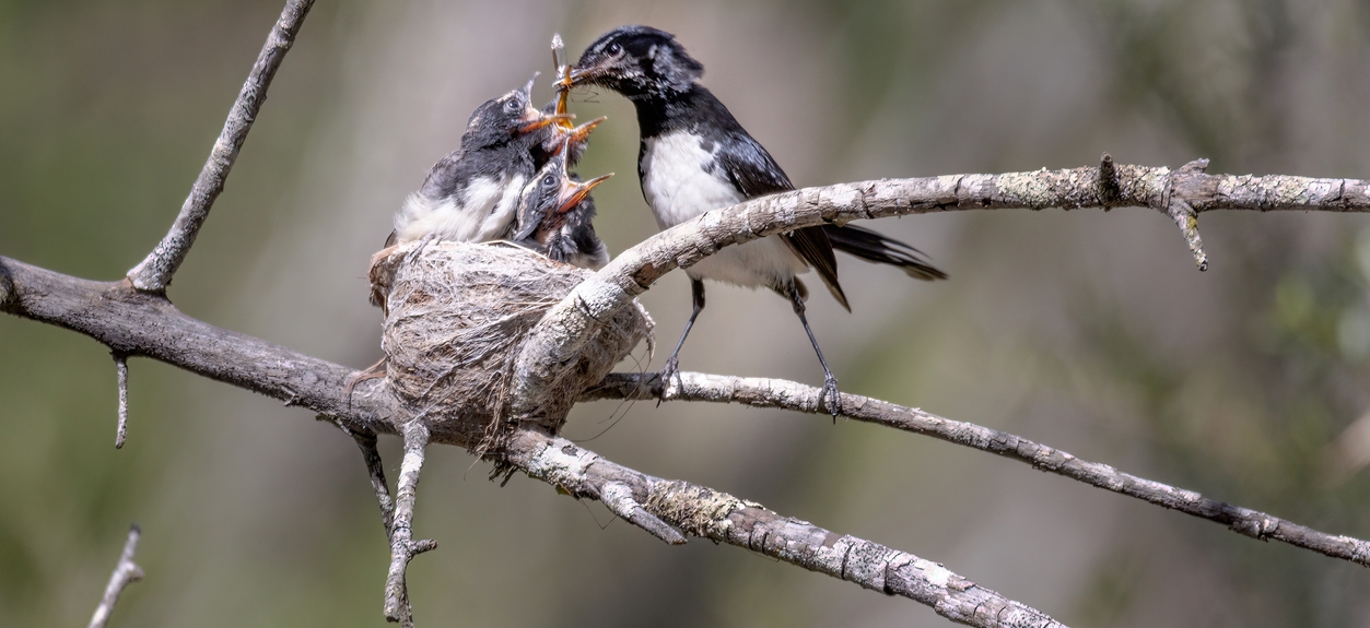 mother bird feeding chicks