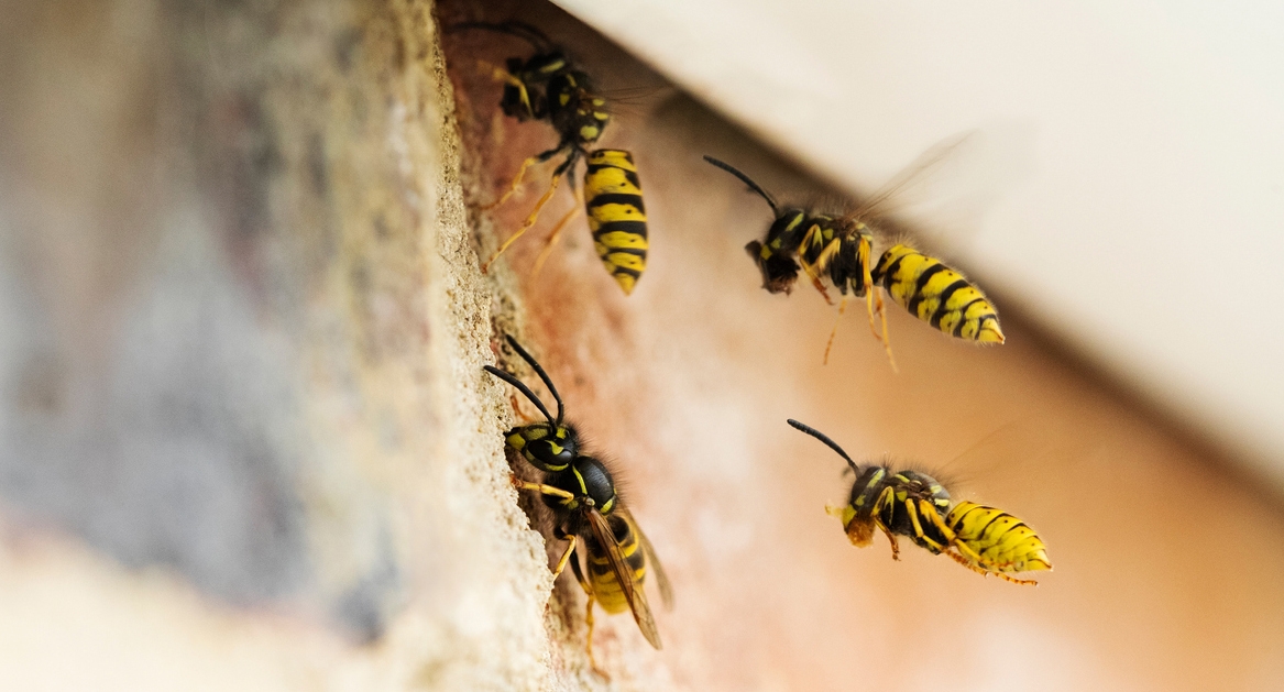 wasps building their nest