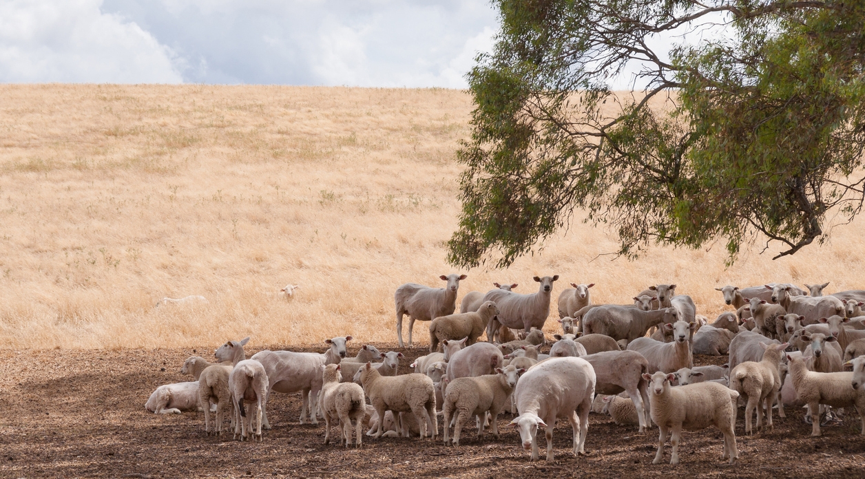 Australian Merino sheep
