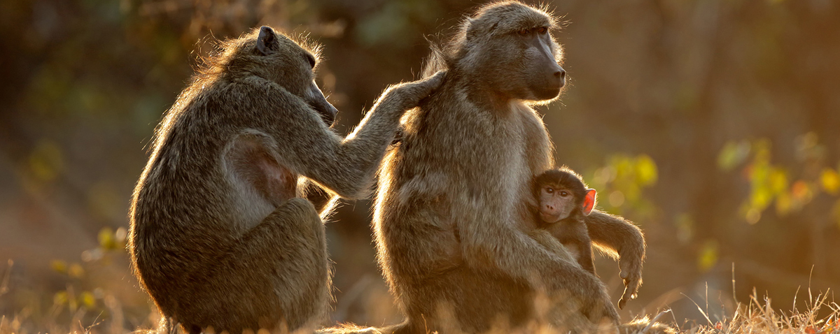 Everything You Ever Wanted to Know about Monkeys