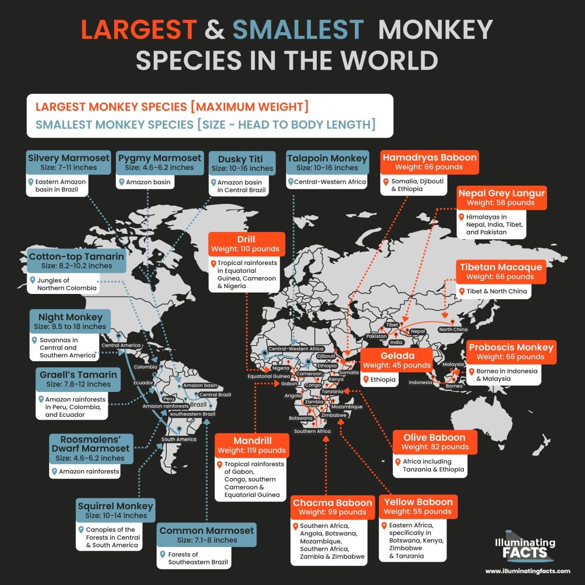 Largest & Smallest Monkey Species in the World