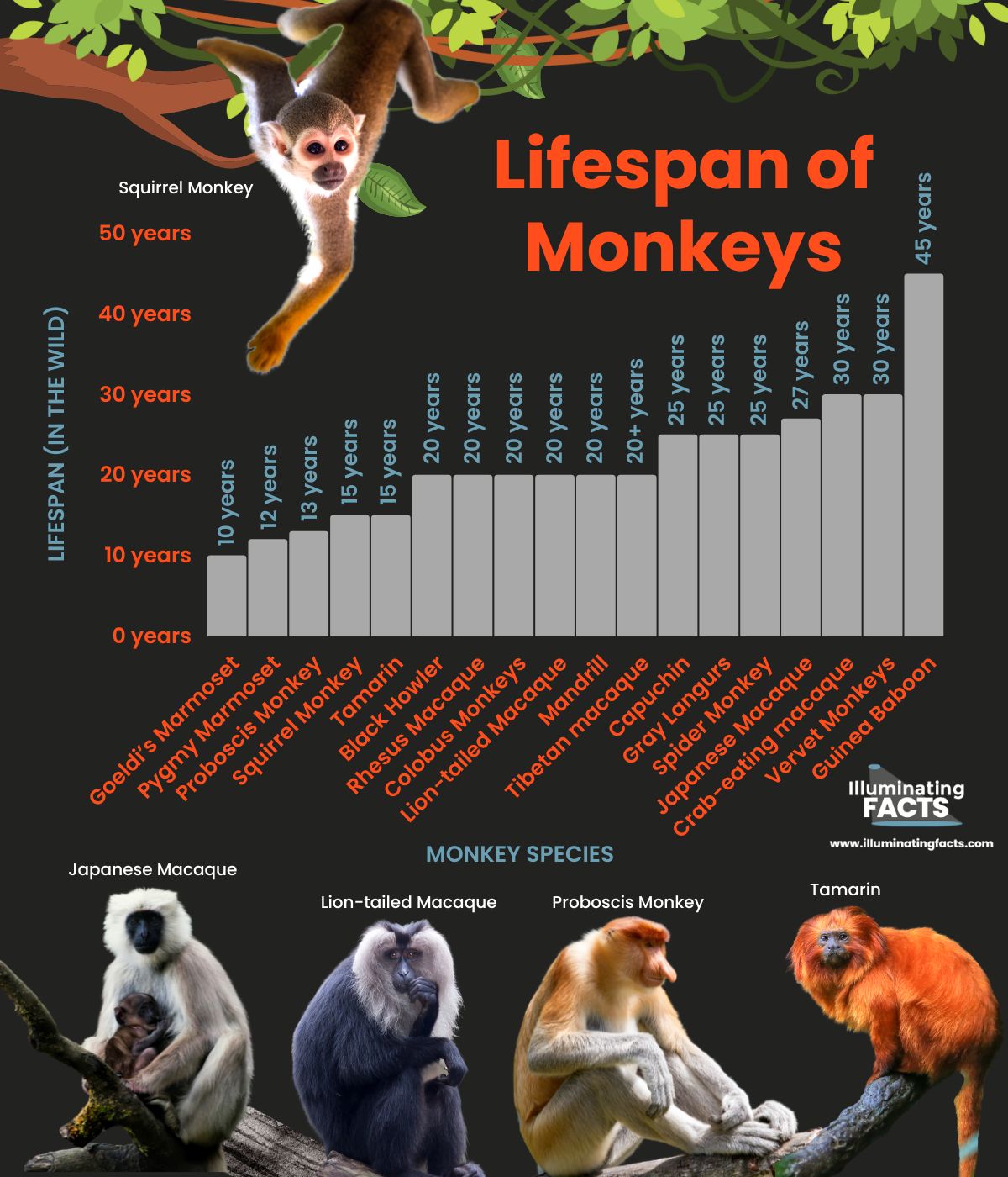 Lifespan of Monkeys