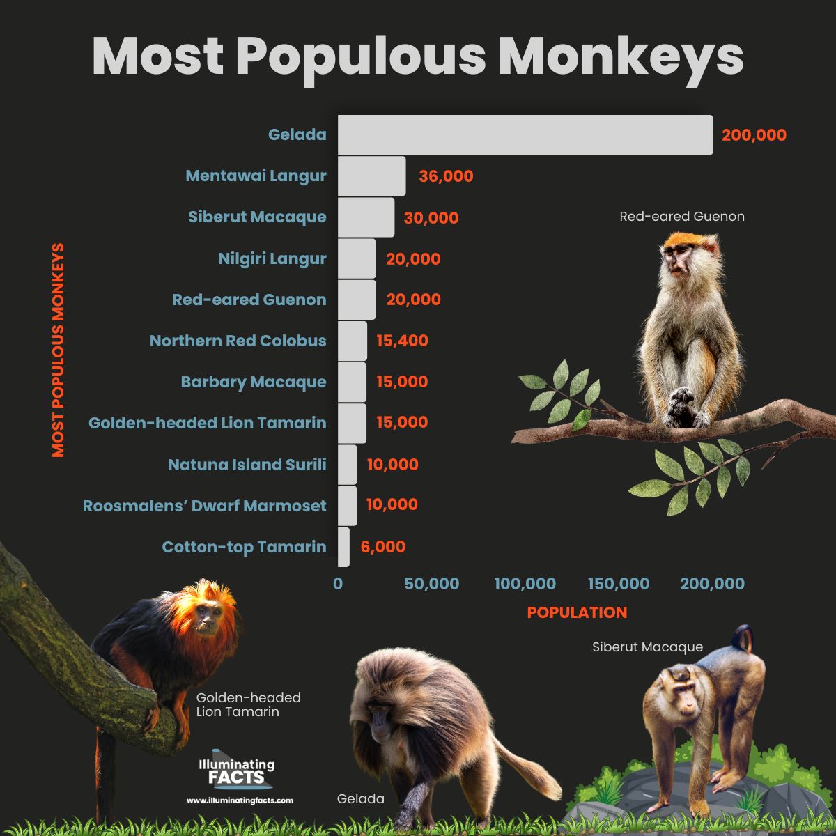 Most Populous Monkeys