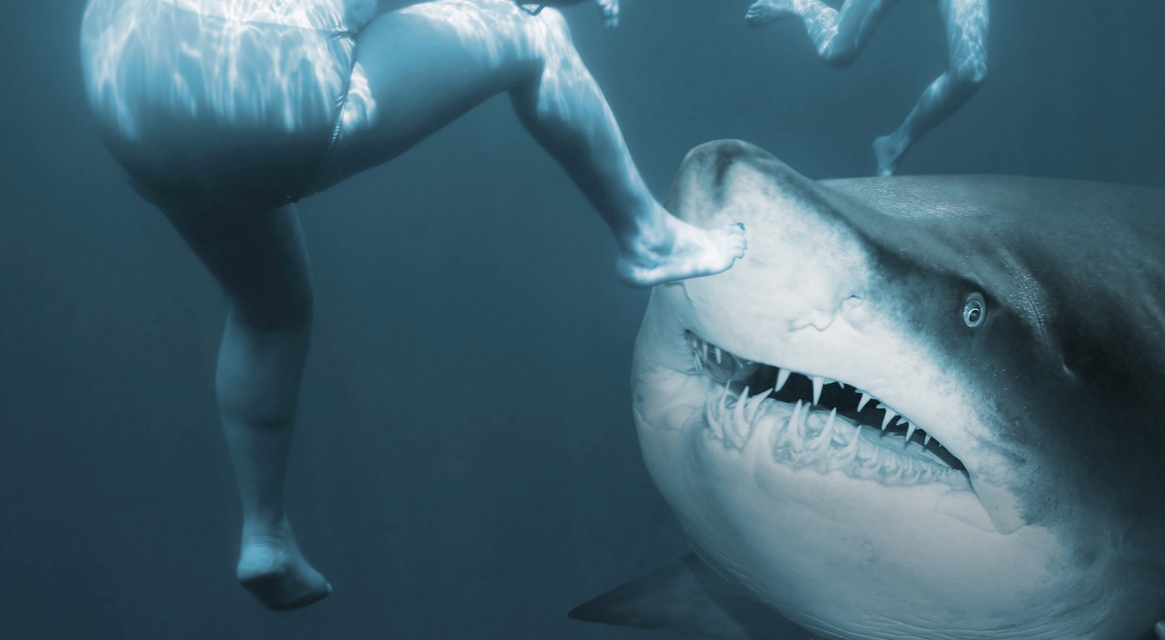 Most Shark Attacks in the World