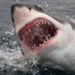 a white shark with its jaws open