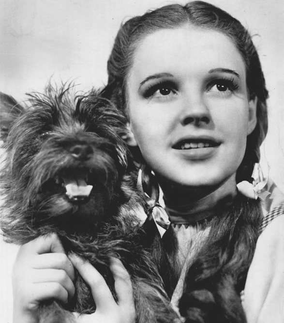 An image of Judy Garland holding Terry – the canine performer that played Toto