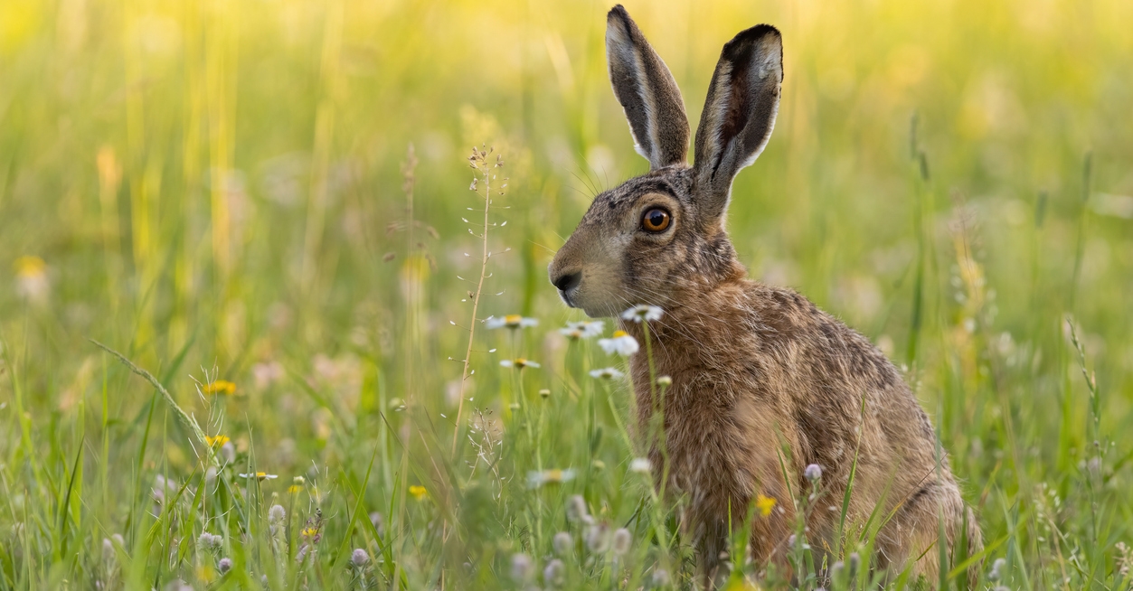 a brown hare sitting on a green meadow