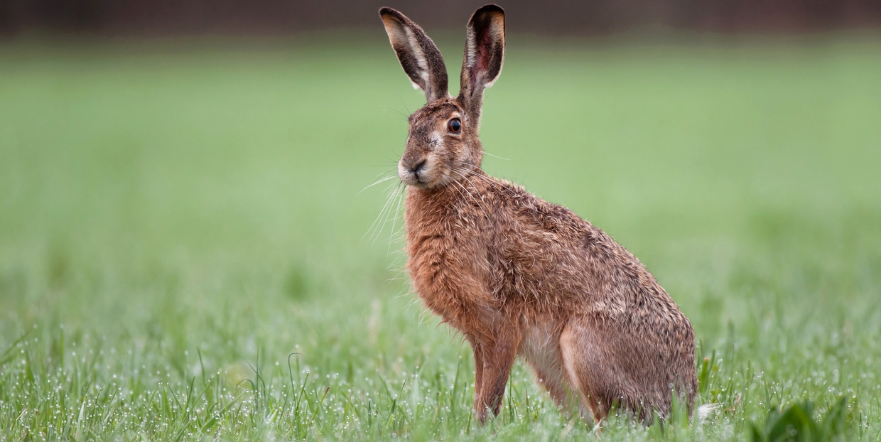 a wild brown hare
