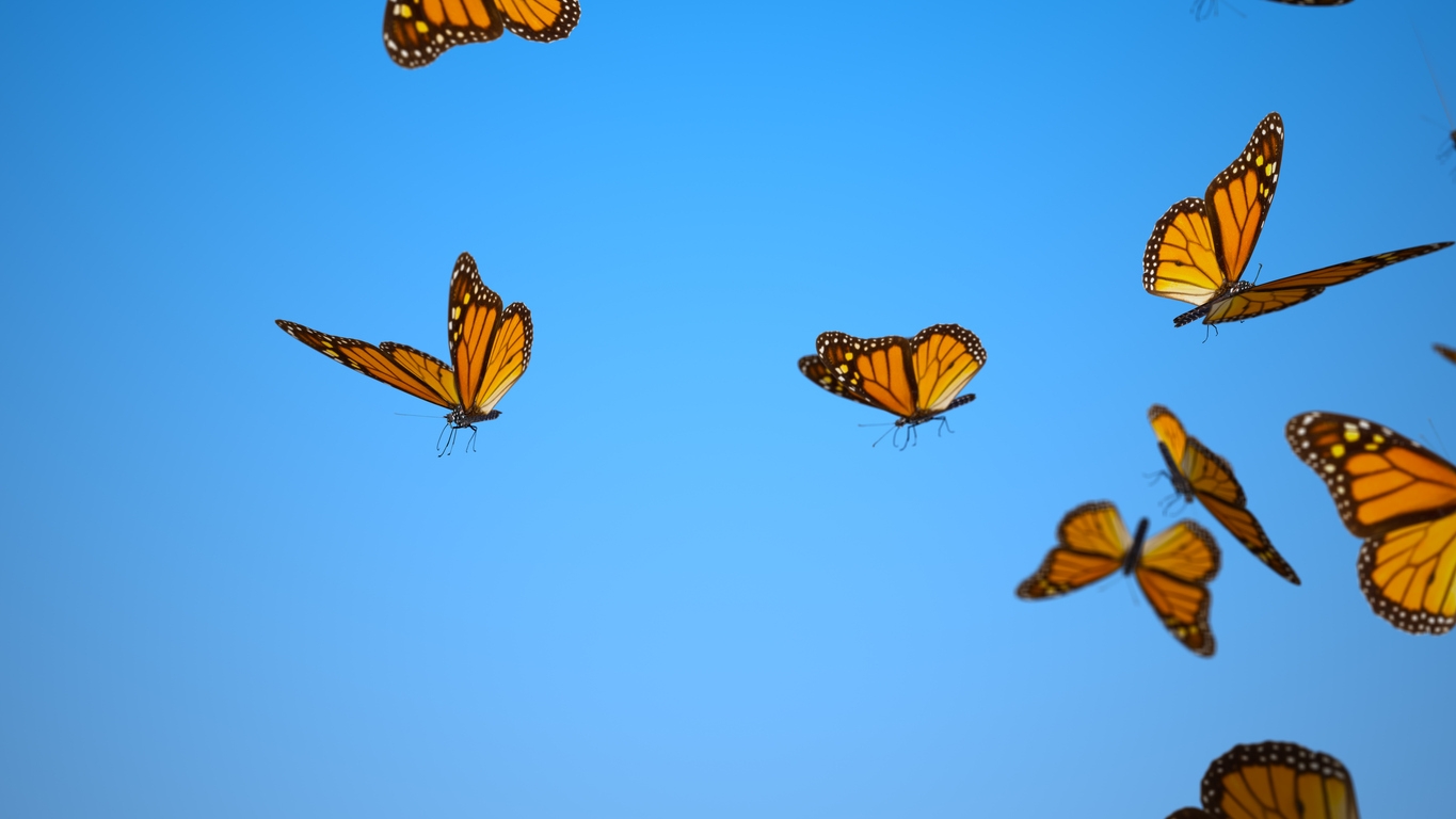 Butterflies in the air