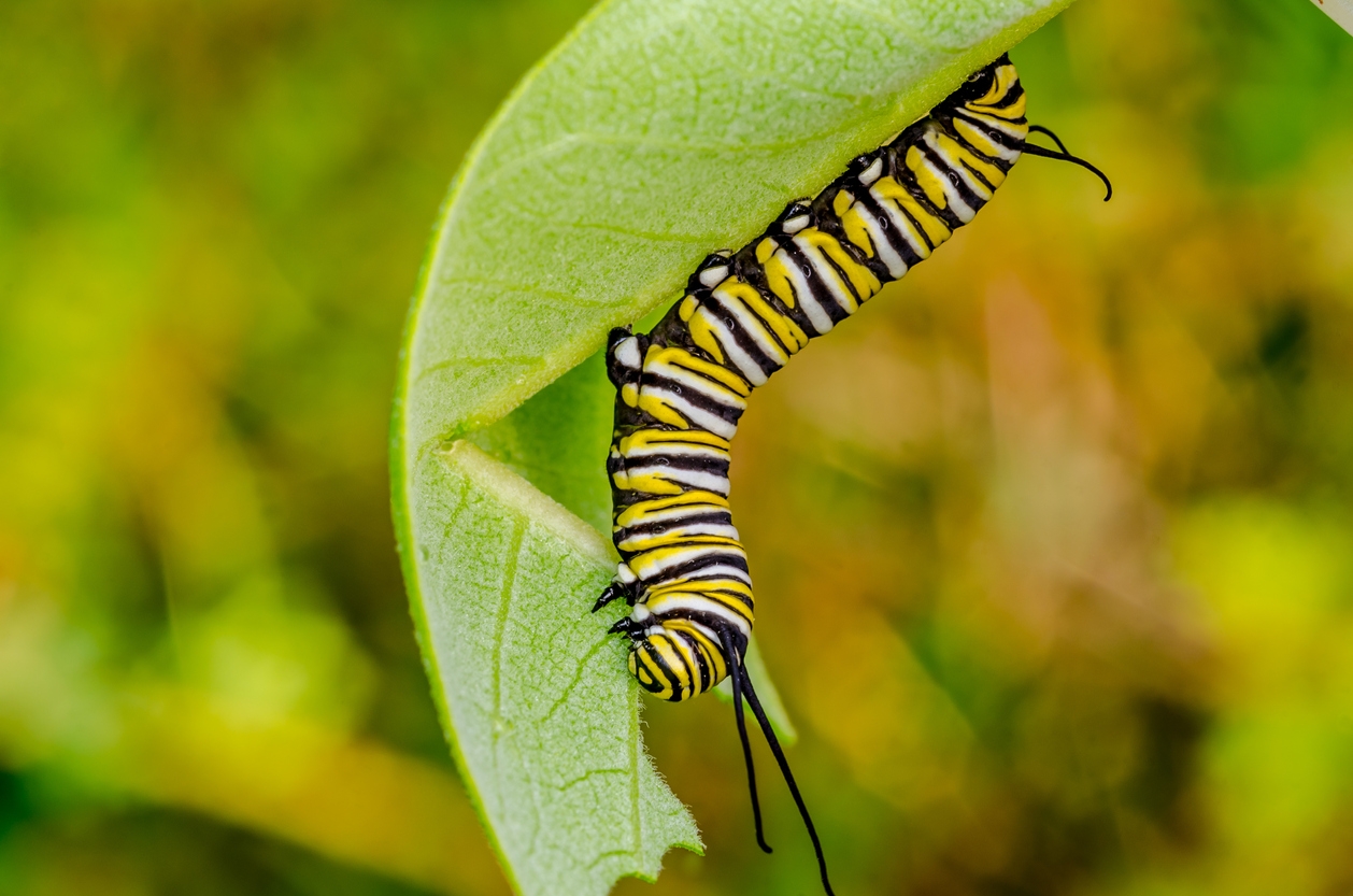 Monarch butterfly caterpillar on a leaf