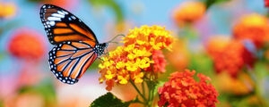 Monarch butterfly on lantana flower