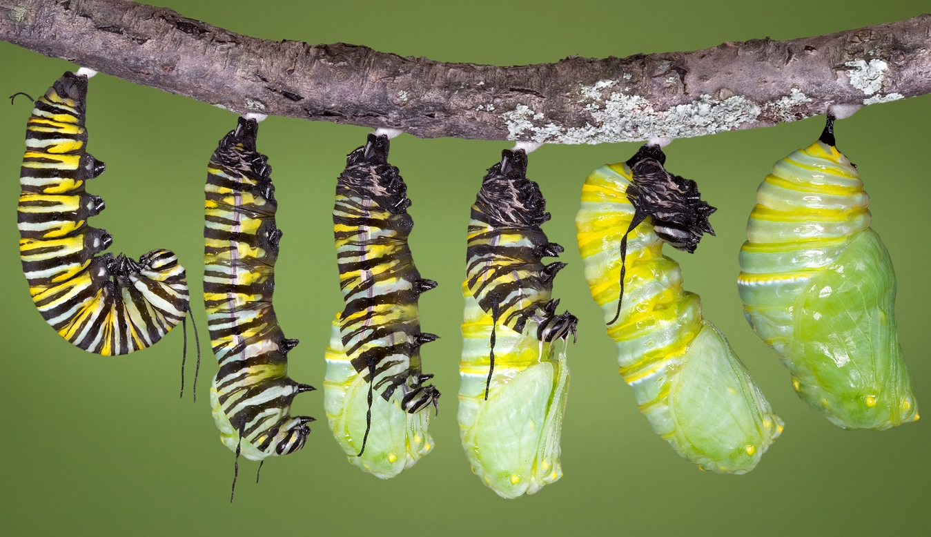 Monarch caterpillar shedding until it becomes a chrysalis