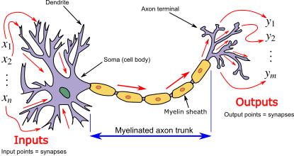 Neuron3