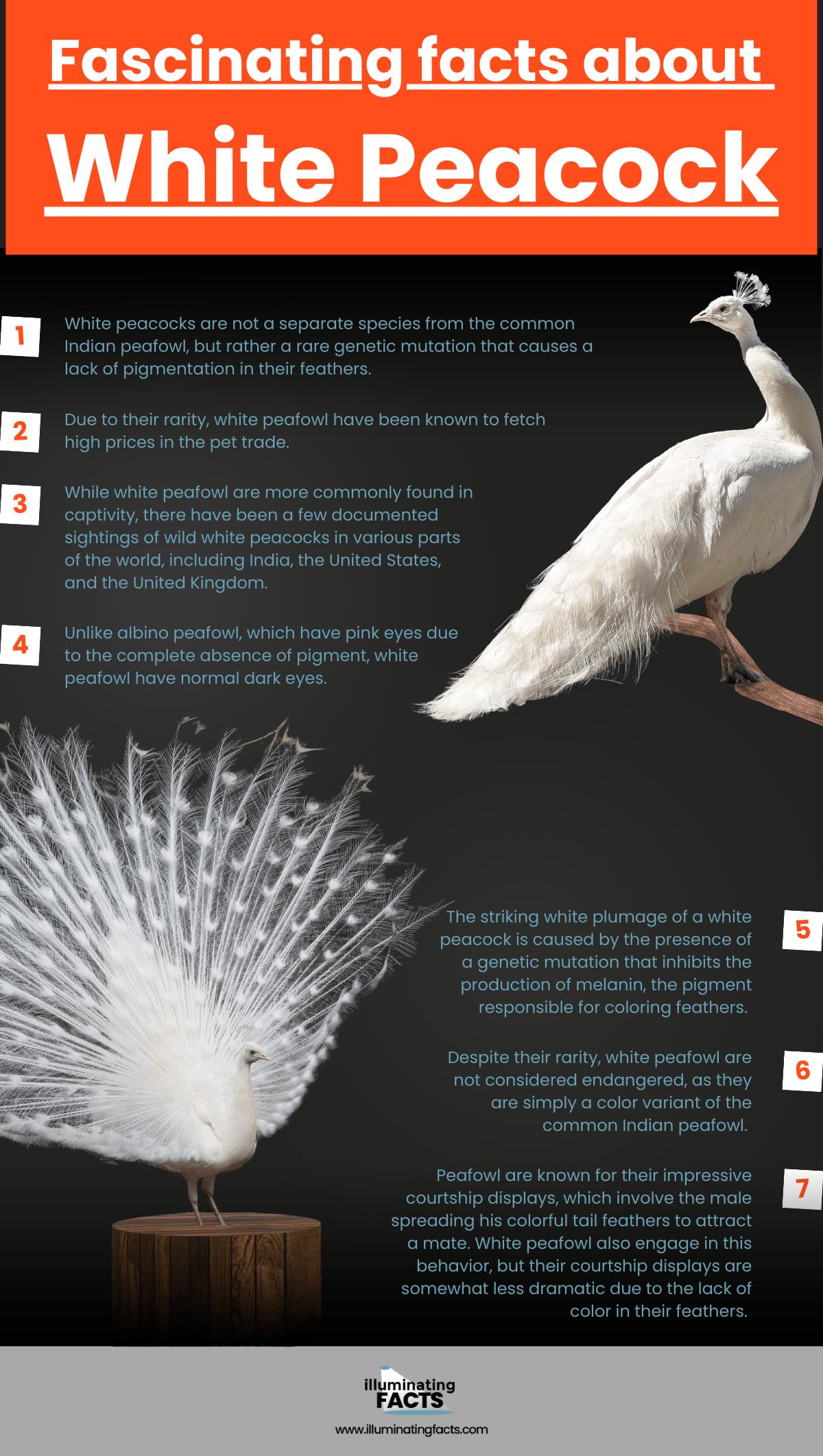 Fascinating facts about White Peacock