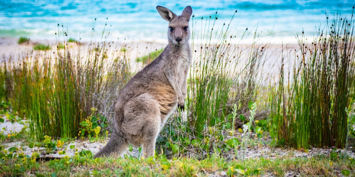 Is It Dangerous to Live in Australia?