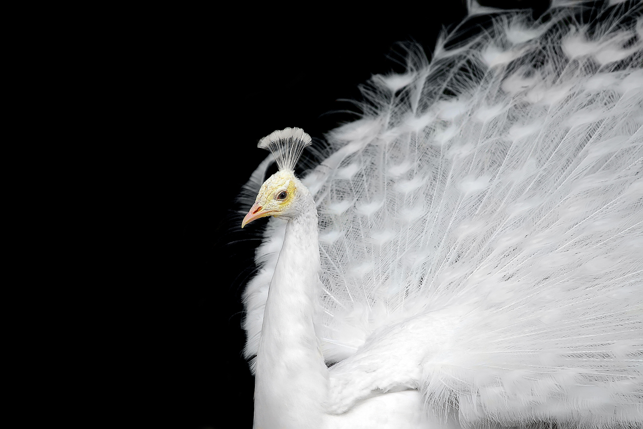 white peacock infront of black background