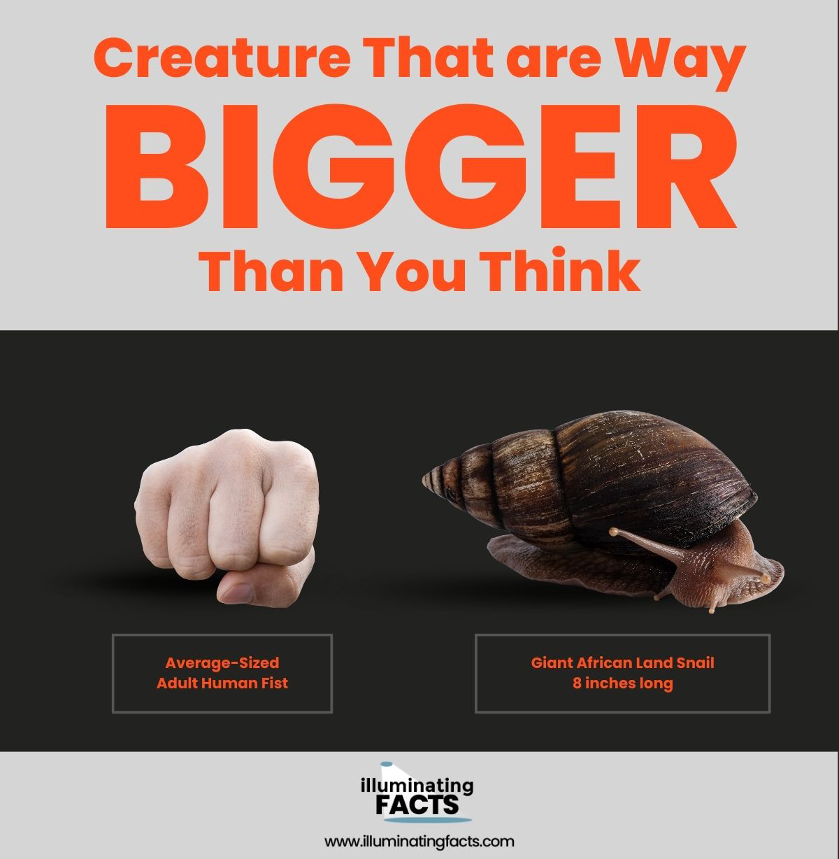 Creatures That Are Way Bigger Than You Think